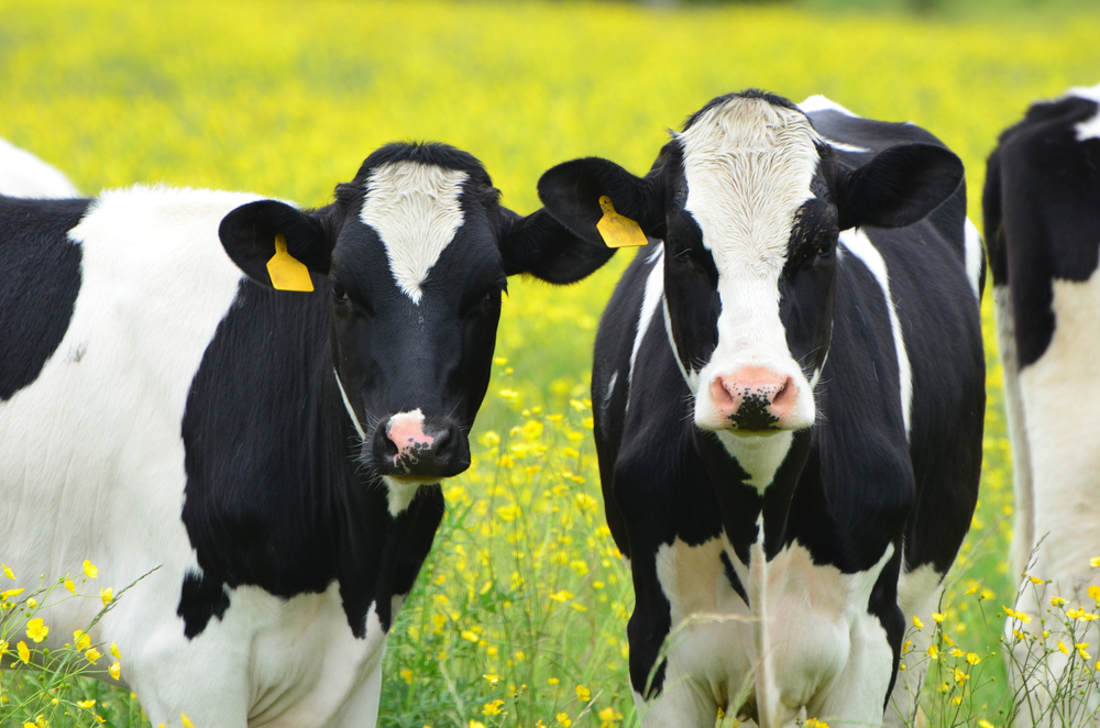 DPAC welcomes the release of the Updated NFACC Code of Practice for the Care and Handling of Dairy Cattle